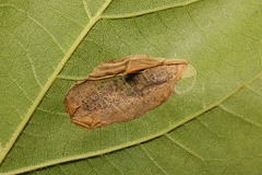 Phyllonorycter platani
