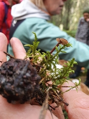 Auriscalpium vulgare