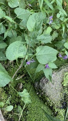 Solanum dulcamara