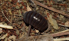 Armadillo officinalis
