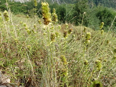 Sideritis hyssopifolia