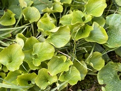 Parnassia fimbriata