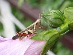 Xenocatantops brachycerus