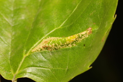 Phyllonorycter platani