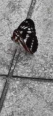 Limenitis sulpitia