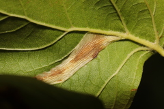 Phyllonorycter platani