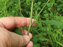 Solidago delicatula