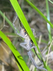 Neosparassus