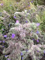 Echium