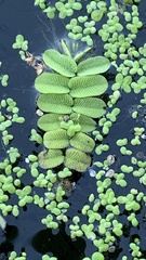 Salvinia natans
