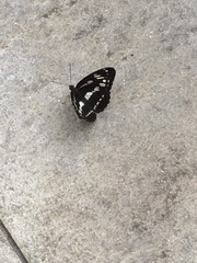 Limenitis sulpitia