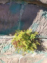 Asplenium ruta-muraria