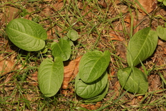 Bistorta officinalis