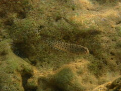 Parablennius sanguinolentus