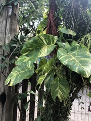 Epipremnum aureum