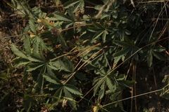 Potentilla thuringiaca