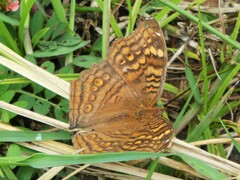 Junonia chorimene