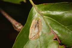 Phyllonorycter leucographella