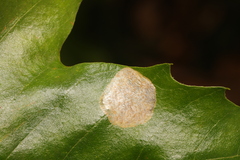 Phyllonorycter leucographella