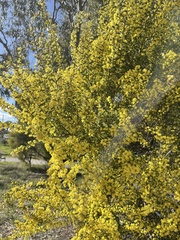 Acacia acinacea