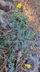 Helianthemum