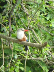 Halcyon leucocephala