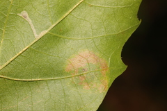 Phyllonorycter leucographella