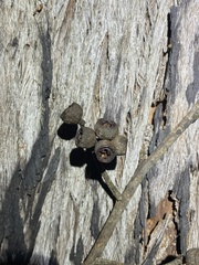 Eucalyptus tindaliae