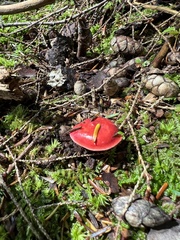 Hygrocybe coccinea