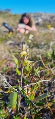 Lyperanthus suaveolens