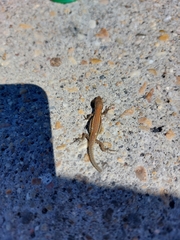 Podarcis