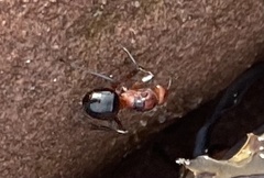 Camponotus novaeboracensis