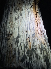 Eucalyptus tindaliae