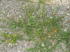 Kummerowia stipulacea