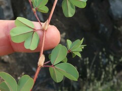 Kummerowia stipulacea