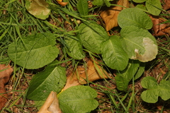 Bistorta officinalis