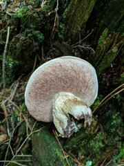 Boletus atkinsonii