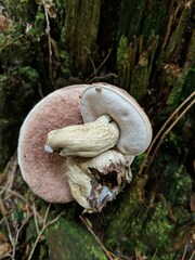 Boletus atkinsonii