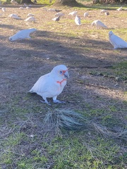Cacatua tenuirostris