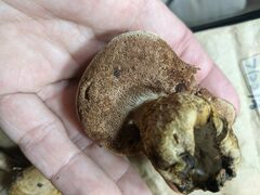 Boletus atkinsonii