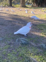 Cacatua tenuirostris