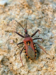 Rhynocoris