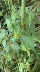 Bidens frondosa