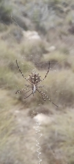Argiope lobata