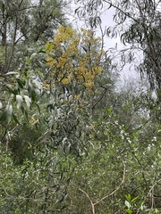 Acacia pycnantha