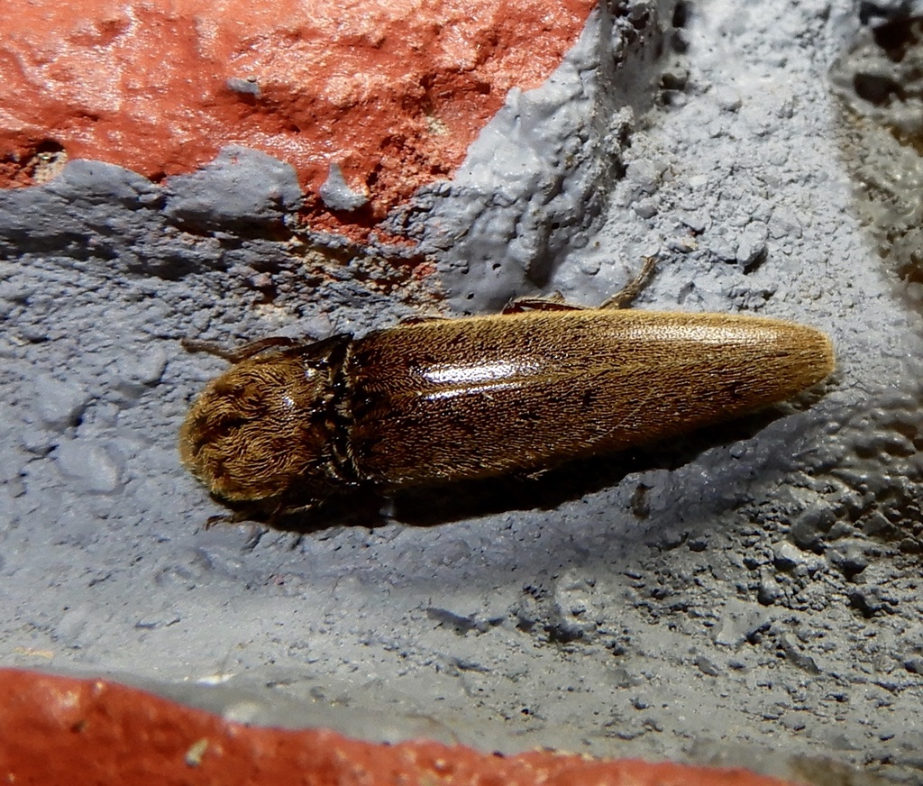 Metriaulacus gobius