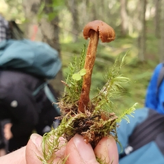 Cortinarius gentilis