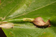 Phyllonorycter platani
