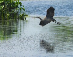 Ardea herodias
