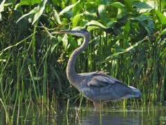 Ardea herodias